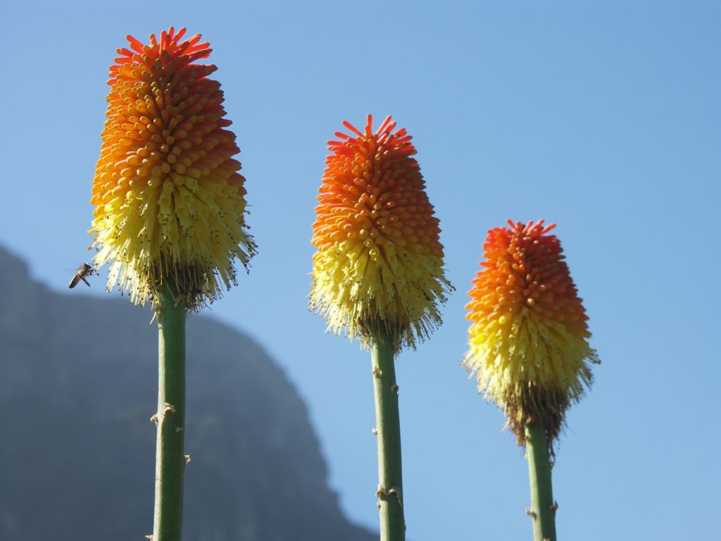 kirstenbosch jardin bot